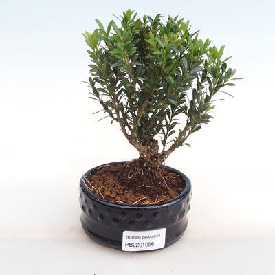 Pokojová bonsai - Buxus harlandii -korkový buxus PB2201056 - 1