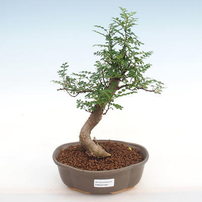 Pokojová bonsai - Zantoxylum piperitum - Pepřovník PB2201061 - 1