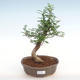 Pokojová bonsai - Zantoxylum piperitum - Pepřovník PB2201061 - 1/4
