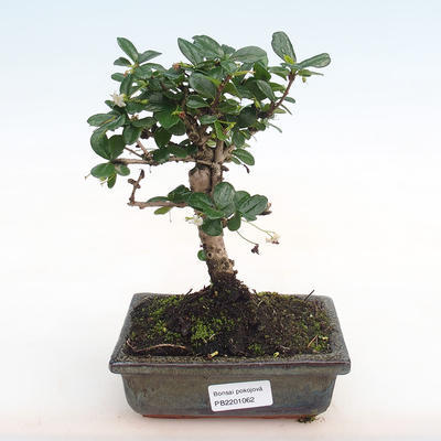 Pokojová bonsai - Carmona macrophylla - Čaj fuki PB2201062 - 1