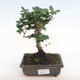 Pokojová bonsai - Carmona macrophylla - Čaj fuki PB2201062 - 1/5