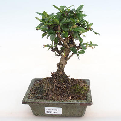 Pokojová bonsai - Carmona macrophylla - Čaj fuki PB2201063 - 1