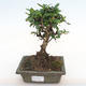 Pokojová bonsai - Carmona macrophylla - Čaj fuki PB2201063 - 1/5