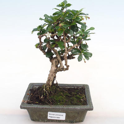 Pokojová bonsai - Carmona macrophylla - Čaj fuki PB2201064 - 1