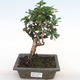 Pokojová bonsai - Carmona macrophylla - Čaj fuki PB2201064 - 1/5