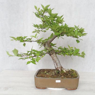Venkovní bonsai-Ulmus Glabra-Jílm tuhý - 1