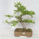 Venkovní bonsai-Ulmus Glabra-Jílm tuhý - 1/4
