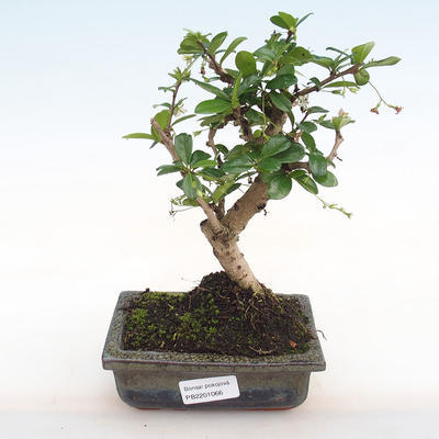Pokojová bonsai - Carmona macrophylla - Čaj fuki PB2201066 - 1