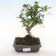 Pokojová bonsai - Carmona macrophylla - Čaj fuki PB2201066 - 1/5