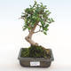 Pokojová bonsai - Carmona macrophylla - Čaj fuki PB2201067 - 1/5