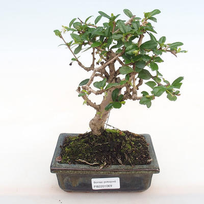 Pokojová bonsai - Carmona macrophylla - Čaj fuki PB2201069 - 1
