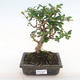 Pokojová bonsai - Carmona macrophylla - Čaj fuki PB2201069 - 1/5