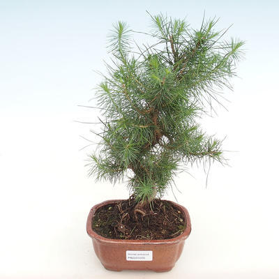 Pokojová bonsai-Pinus halepensis-Borovice alepská PB2201070