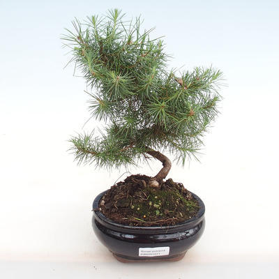 Pokojová bonsai-Pinus halepensis-Borovice alepská PB2201071