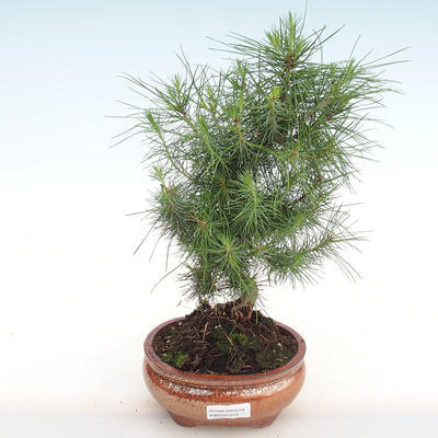 Pokojová bonsai-Pinus halepensis-Borovice alepská PB2201073