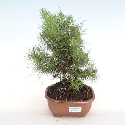Pokojová bonsai-Pinus halepensis-Borovice alepská PB2201075