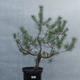 Yamadori - Pinus sylvestris - borovice lesní - 1/3
