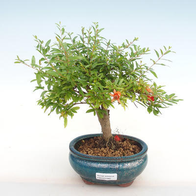 Pokojová bonsai-PUNICA granatum nana-Granátové jablko PB2201082 - 1