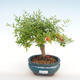 Pokojová bonsai-PUNICA granatum nana-Granátové jablko PB2201082 - 1/3