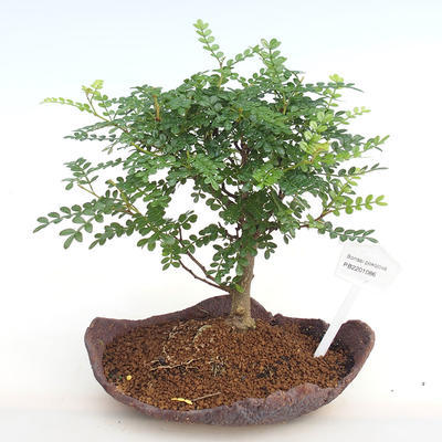 Pokojová bonsai - Zantoxylum piperitum - Pepřovník PB2201086 - 1