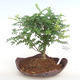 Pokojová bonsai - Zantoxylum piperitum - Pepřovník PB2201086 - 1/4
