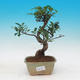 Pokojová bonsai - Ficus kimmen -  malolistý fíkus - 1/2