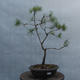 Yamadori - Pinus sylvestris - borovice lesní - 1/3