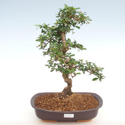 Pokojová bonsai - Carmona macrophylla - Čaj fuki PB2201090 - 1
