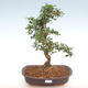 Pokojová bonsai - Carmona macrophylla - Čaj fuki PB2201090 - 1/5
