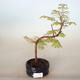 Venkovní bonsai - Metasequoia glyptostroboides - Metasekvoje čínská - 1/2