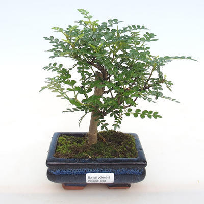Pokojová bonsai - Zantoxylum piperitum - Pepřovník PB2201098 - 1