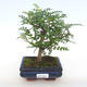Pokojová bonsai - Zantoxylum piperitum - Pepřovník PB2201098 - 1/4