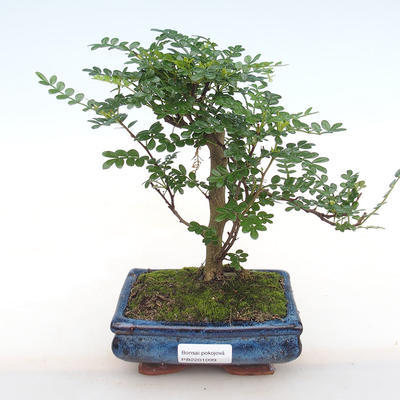 Pokojová bonsai - Zantoxylum piperitum - Pepřovník PB2201099 - 1