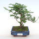 Pokojová bonsai - Zantoxylum piperitum - Pepřovník PB2201099 - 1/4