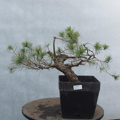 Yamadori - Pinus sylvestris - borovice lesní - 1