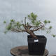 Yamadori - Pinus sylvestris - borovice lesní - 1/4