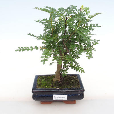 Pokojová bonsai - Zantoxylum piperitum - Pepřovník PB2201102 - 1