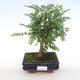 Pokojová bonsai - Zantoxylum piperitum - Pepřovník PB2201102 - 1/4