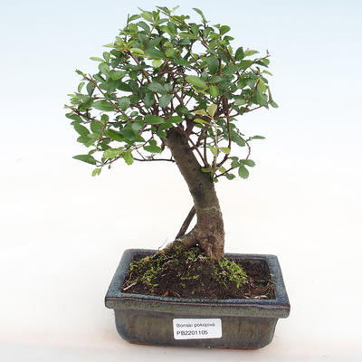 Pokojová bonsai-Ulmus Parvifolia-Malolistý jilm PB2201105