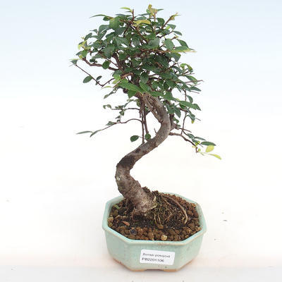 Pokojová bonsai-Ulmus Parvifolia-Malolistý jilm PB2201106