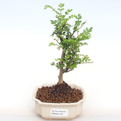 Pokojová bonsai - Zantoxylum piperitum - pepřovník PB2201107 - 1