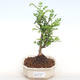 Pokojová bonsai - Zantoxylum piperitum - pepřovník PB2201107 - 1/5