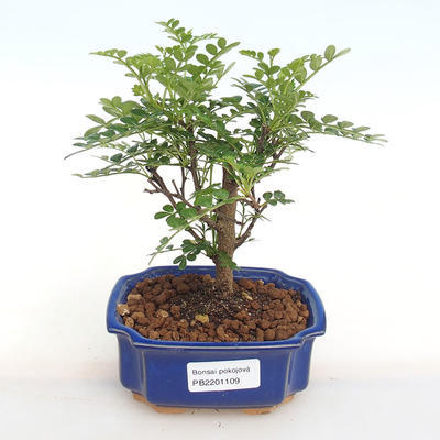 Pokojová bonsai - Zantoxylum piperitum - pepřovník PB2201109 - 1