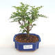 Pokojová bonsai - Zantoxylum piperitum - pepřovník PB2201109 - 1/5