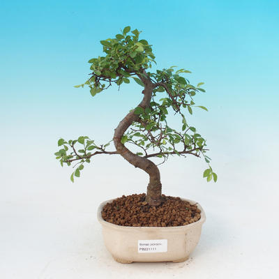 Pokojová bonsai - Malolistý jilm