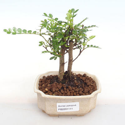 Pokojová bonsai - Zantoxylum piperitum - pepřovník PB2201111 - 1