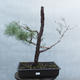Yamadori - Pinus sylvestris - borovice lesní - 1/6