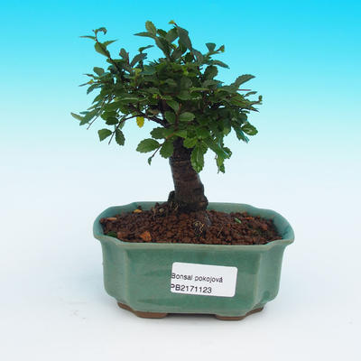 Pokojová bonsai-Ulmus Parvifolia-Malolistý jilm - 1