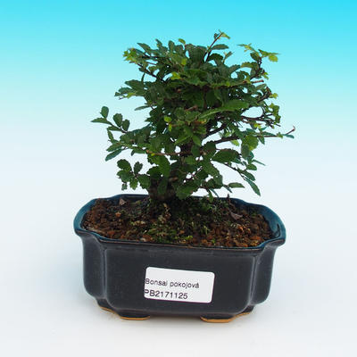 Pokojová bonsai-Ulmus Parvifolia-Malolistý jilm - 1