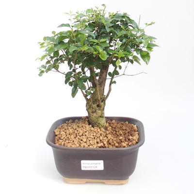 Pokojová bonsai -Ligustrum chinensis - Ptačí zob PB2201128 - 1